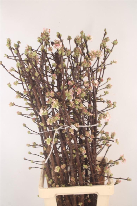<h4>Viburnum Bodn Ch Lamont</h4>