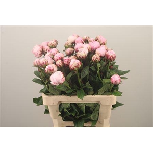 Paeo L Sarah Bernhard Pink