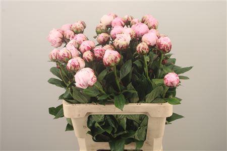 <h4>Paeo L Sarah Bernhard Pink</h4>