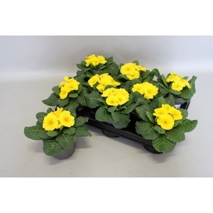 Primula acaulis Yellow