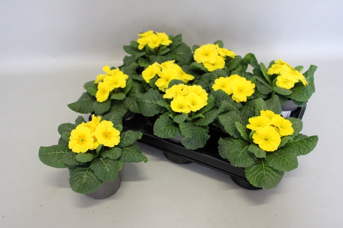 <h4>Primula acaulis Yellow</h4>