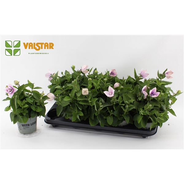 <h4>Platycodon 12cm astra Roze</h4>
