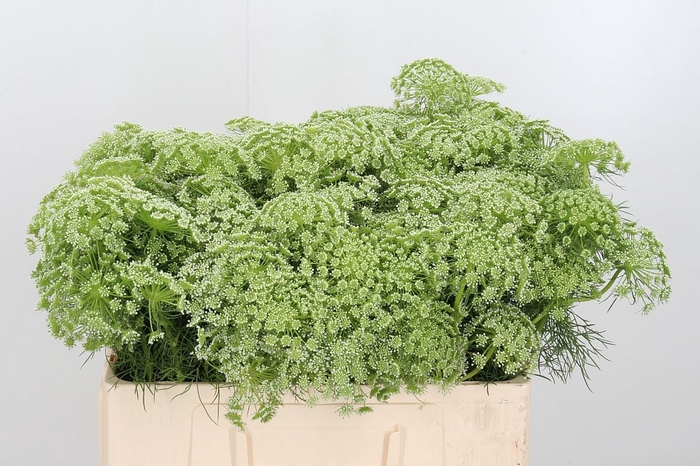 <h4>Ammi Majus Visnaga</h4>