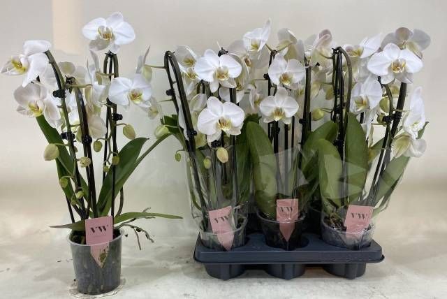 <h4>PHAL OV WIT</h4>