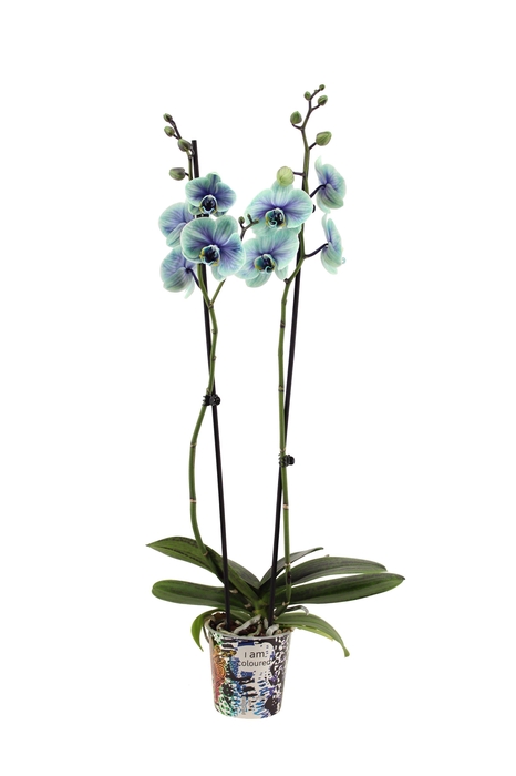 <h4>Potcover I Am Coloured Phal I Am Northern Light 2T14+</h4>