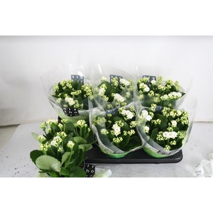 !! PROMO !! KALAN CALAN WHITE P15