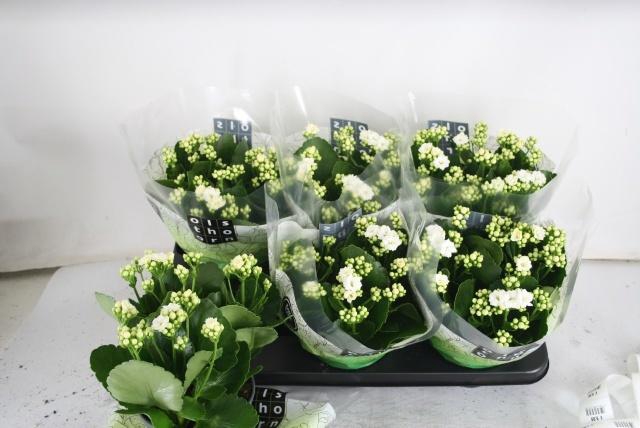 <h4>!! PROMO !! KALAN CALAN WHITE P15</h4>