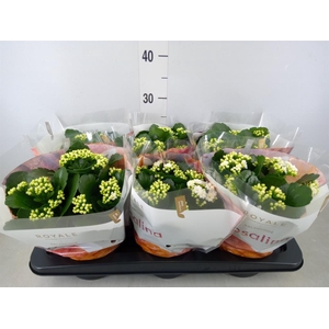 Kalanchoe blos. 'RosDon Dione'