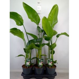 Strelitzia nicolai