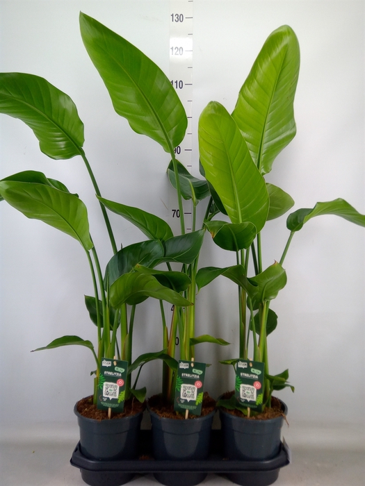 <h4>Strelitzia nicolai</h4>