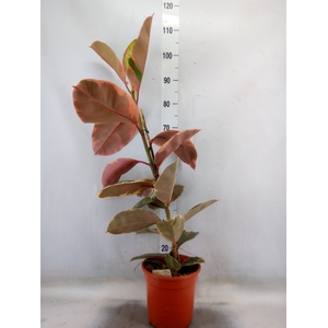 Ficus elastica 'Belize'