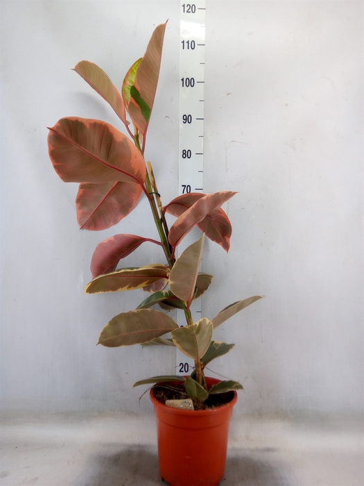 <h4>Ficus elastica 'Belize'</h4>