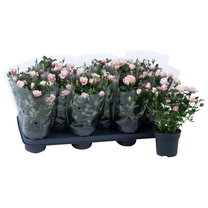 <h4>Nolina Roses Ø 10,5 cm. Piia Blanco sleeve</h4>