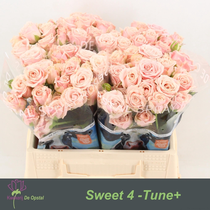 <h4>R tr Sweet 4-Tune+</h4>