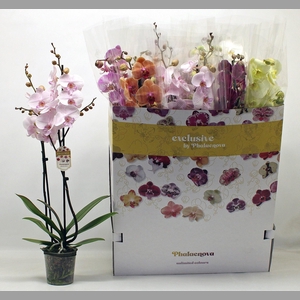 PHAL GEM 10 KL