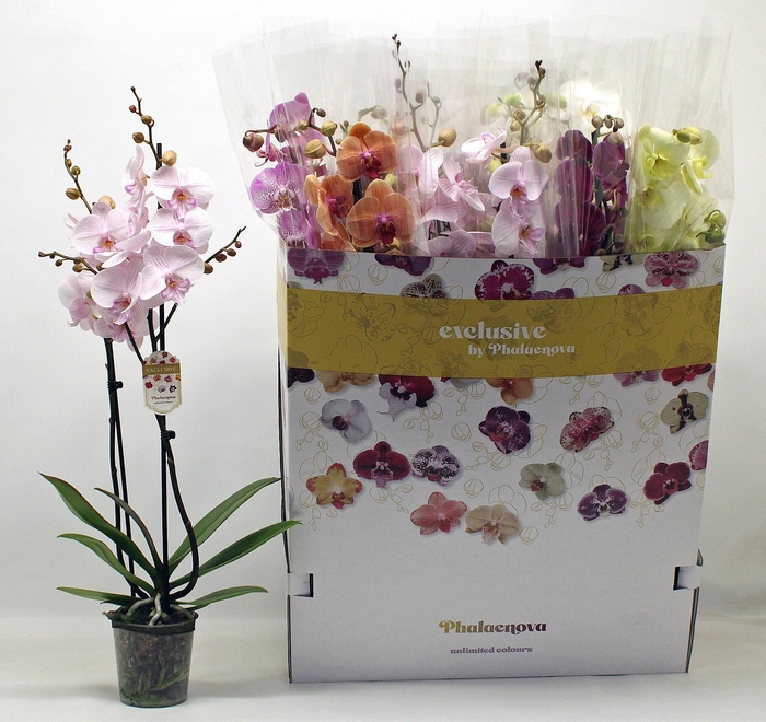 <h4>PHAL GEM 10 KL</h4>