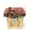 BOU DU DARK PINK