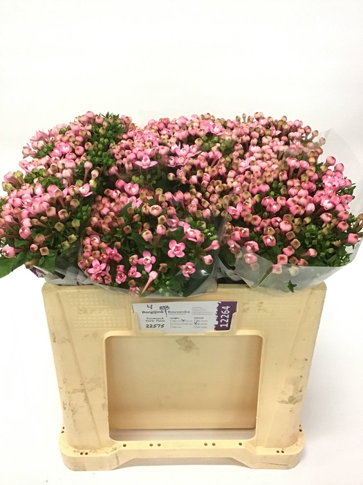 BOU DU DARK PINK