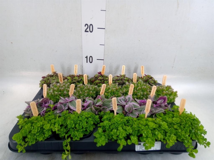 <h4>Planten  ..mix</h4>