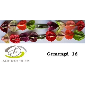 Anthurium Mix