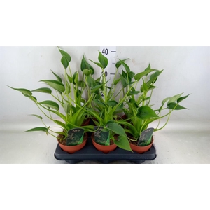 Alocasia 'Tiny Dancers'