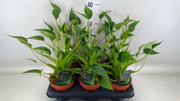 <h4>Alocasia  'Tiny Dancers'</h4>