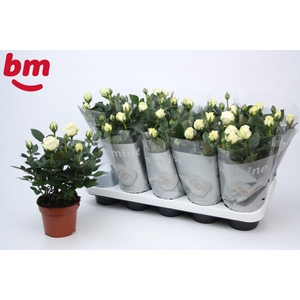 Rosa White Beau Monde (12 cm)
