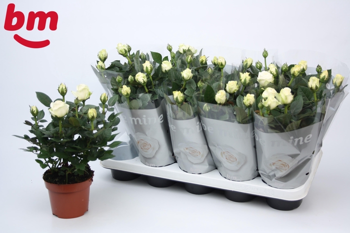 <h4>Rosa White Beau Monde (12 cm)</h4>