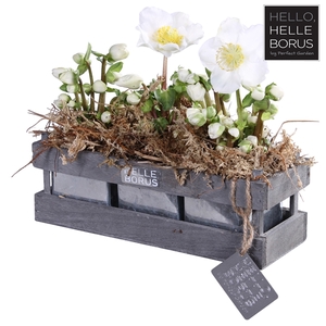 Helleborus niger 'Christmas Carol' P12 (Naked 3-pack wood/zinc)