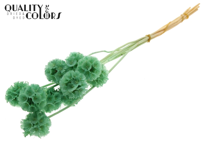 Scabiosa Preserved 10pc/bunch Bleached Mint
