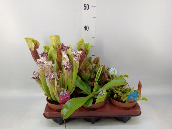<h4>Vleesetende planten</h4>