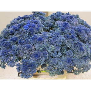 Sedum Blauw