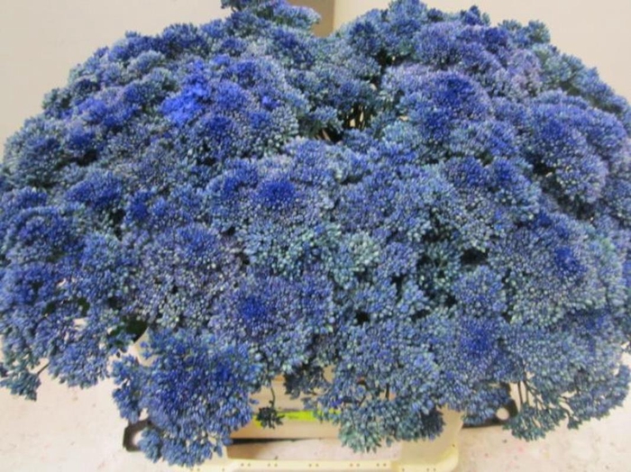 Sedum Blauw