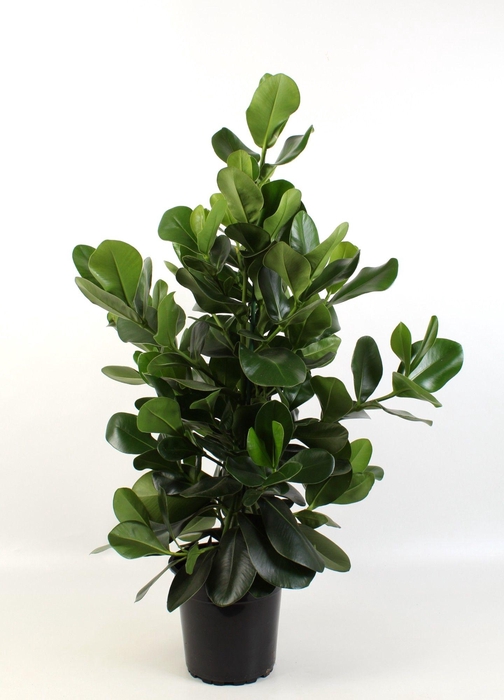 <h4>Clusia Rosea</h4>
