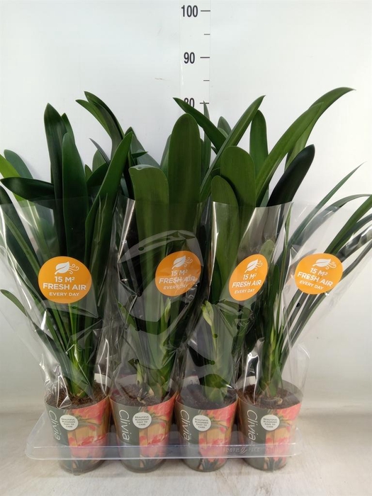 <h4>Clivia miniata</h4>