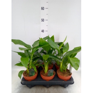 Strelitzia reg.   ...no flowers