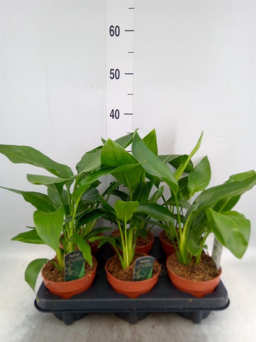 <h4>Strelitzia reg.   ...no flowers</h4>