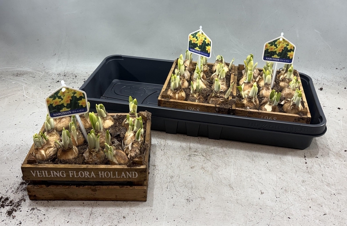 arr8 Arr N Tete A Tete In Houten Kistje