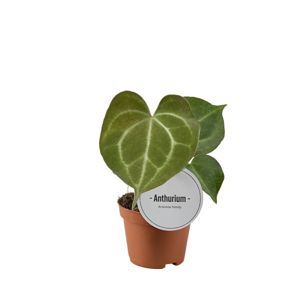 <h4>Anthurium Clarinervium</h4>