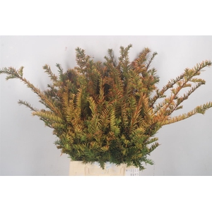 Con. Taxus Baccata Orange Glow