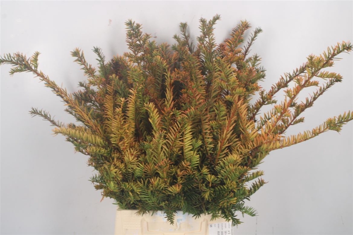 <h4>Con. Taxus Baccata Orange Glow</h4>