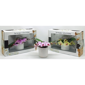 L'arrangeur D'orchidee Special (RIJP)