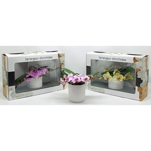 L'arrangeur D'orchidee Special (GROEN)