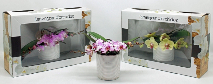 <h4>L'arrangeur D'orchidee Special (GROEN)</h4>
