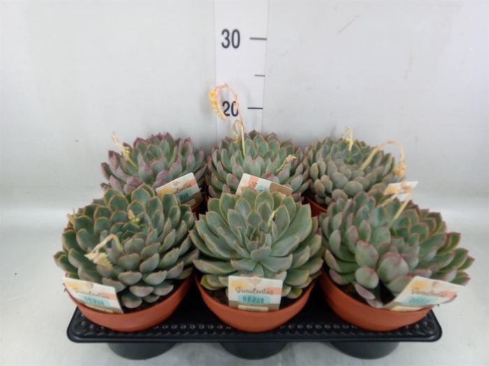 <h4>Echeveria   ...</h4>