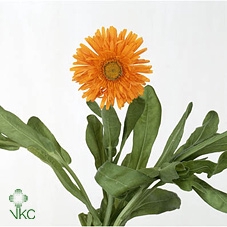 <h4>Calendula Oranje</h4>