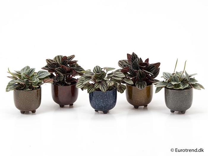 <h4>PEPEROMIA MIX P6 E 2130 NEW LOOK</h4>