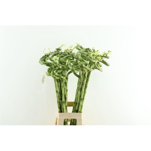 Drac Bamboo Spiral 80cm