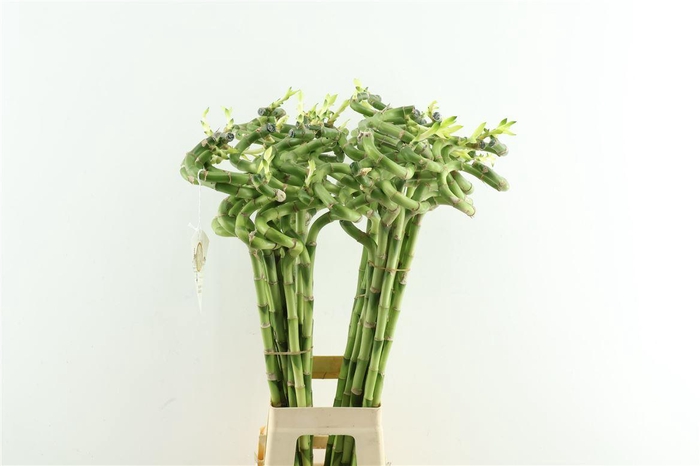 <h4>Drac Bamboo Spiral 80cm</h4>