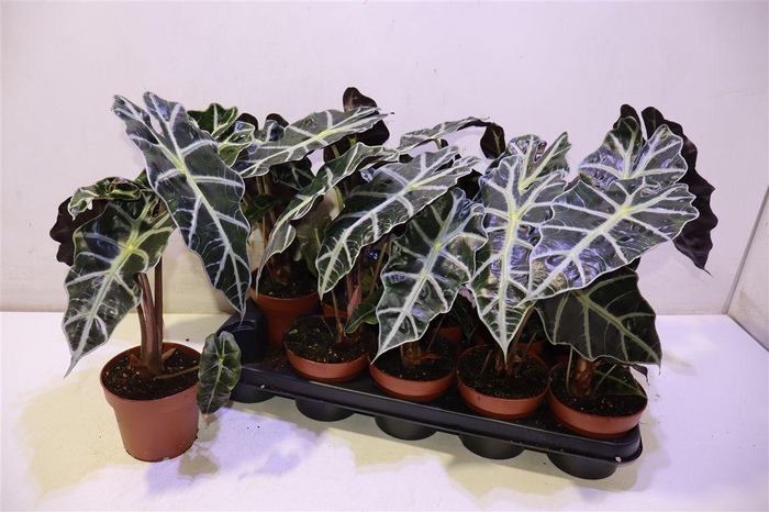 <h4>arr8 Aloc Polly</h4>